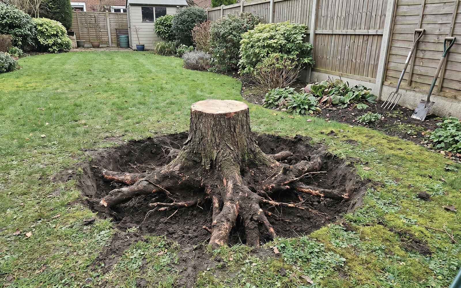 S&S Tree Surgery Work