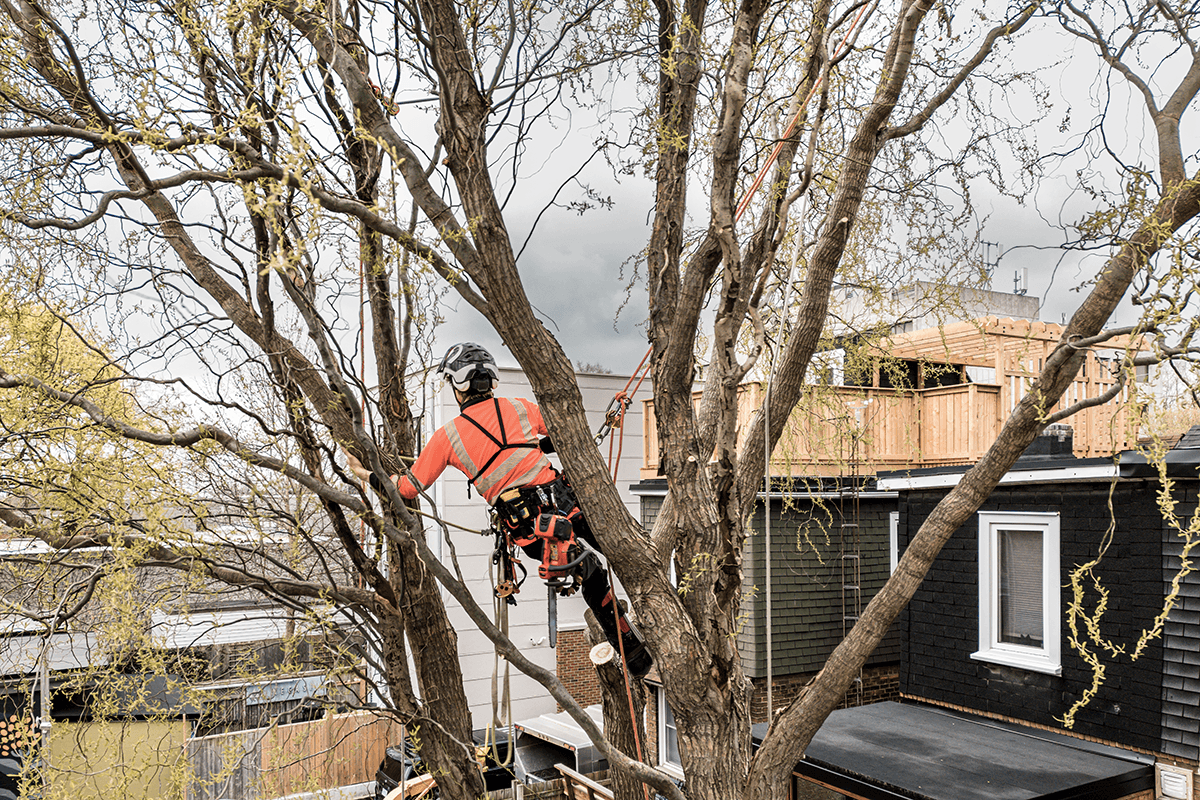 Welcome to S&S Tree Surgery