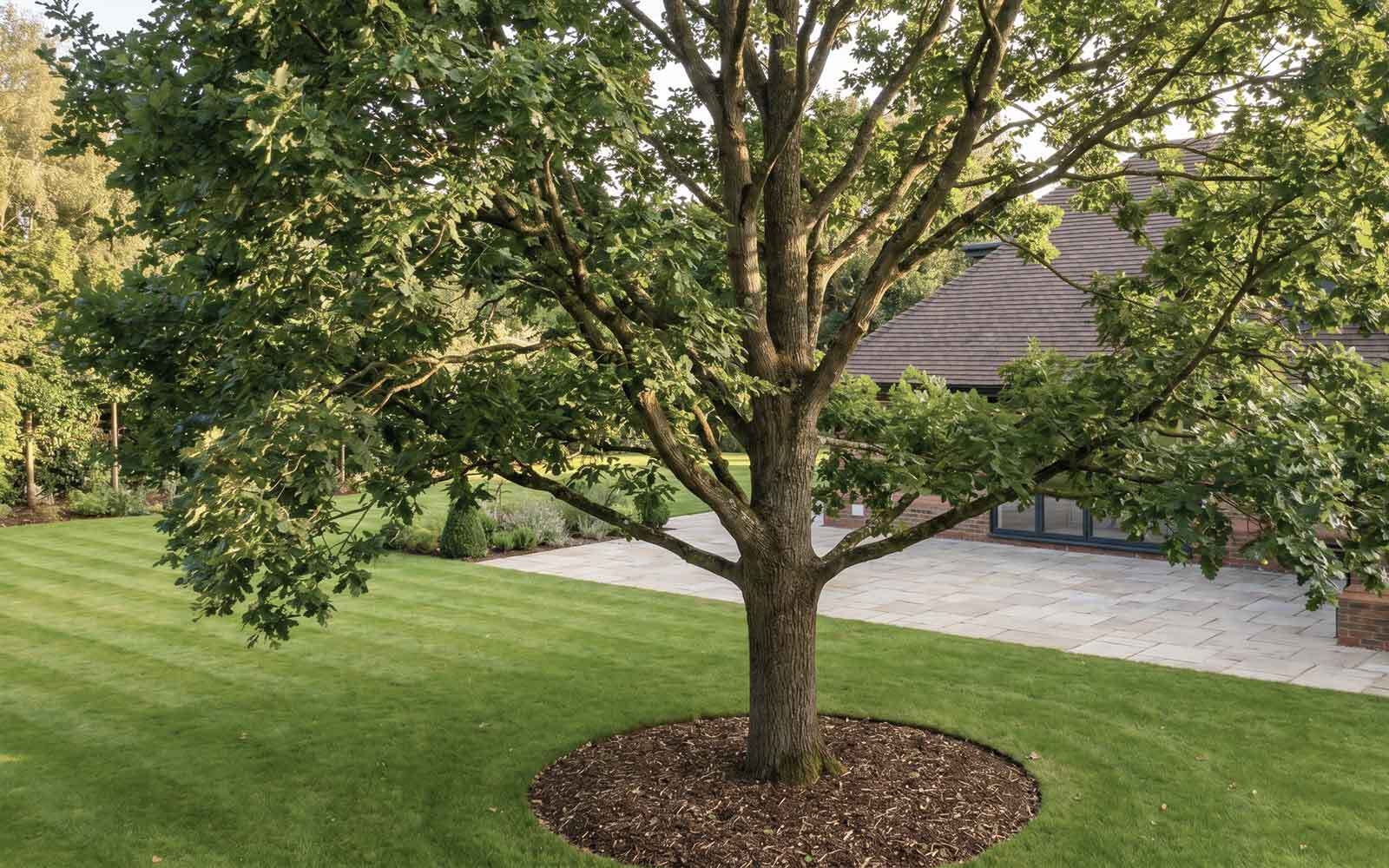 S&S Tree Surgery Work