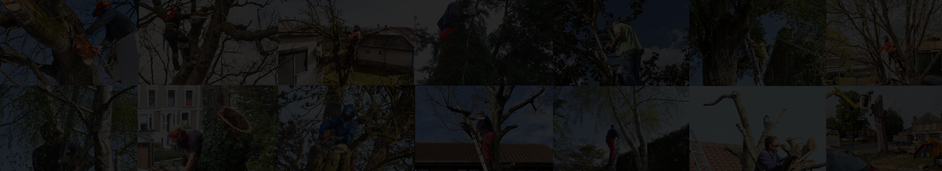 S&S Tree Surgery